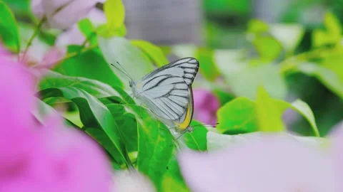 A close up of a flower 스톡 동영상 156845731