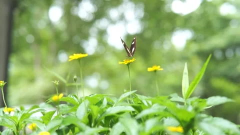 A close up of a flower 库存影片 156846830