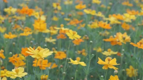 A close up of a flower 库存影片 156848623