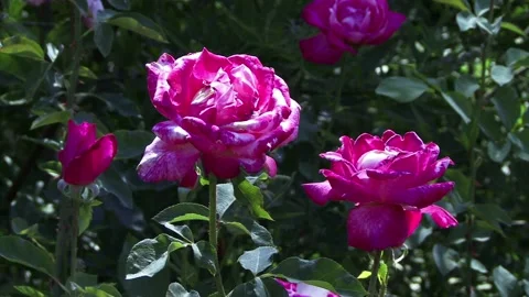 A close up of a flower Stock Footage 157759975