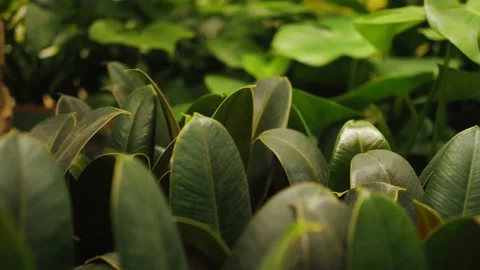 A close up of a flower Stock Footage 157777754