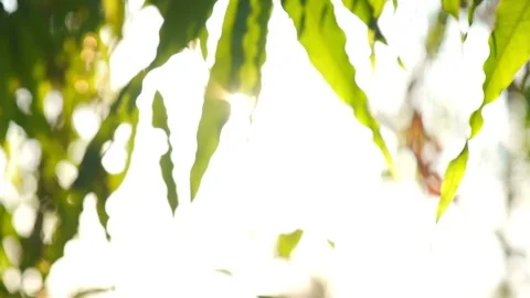 A close up of a flower 库存影片 157862919