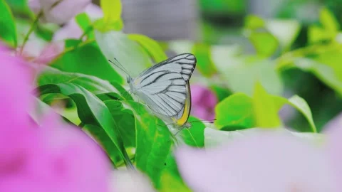 A close up of a flower 库存影片 157866260