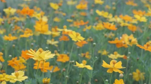 A close up of a flower 스톡 동영상 157871537