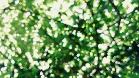 A close up of a flower Stock Footage 170668851