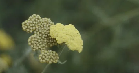 Close up of flower Stock Footage 247347612