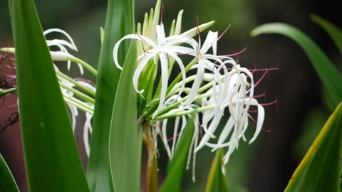 A close up of a flower Video stock 248441482
