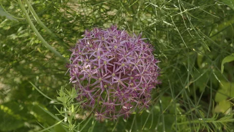 Close-Up of a flower Stock Footage 258402534