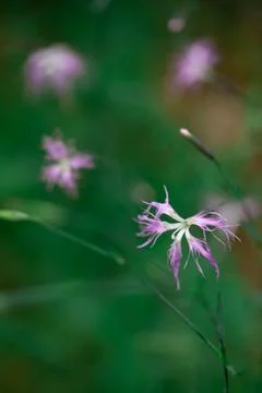 A close up of a flower in the forest Stock Photos