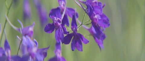 Close-up flower of forking larkspur scope 5.7K video Stock Footage 312596397
