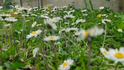 A close up of a flower garden Stock Footage 128700859