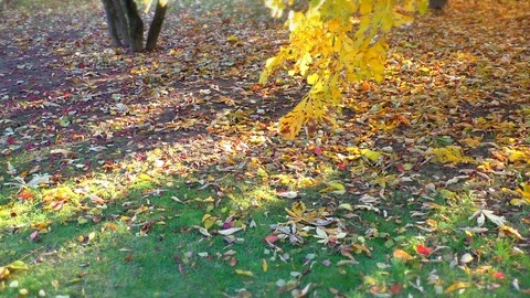 A close up of a flower garden Stock Footage 130139385