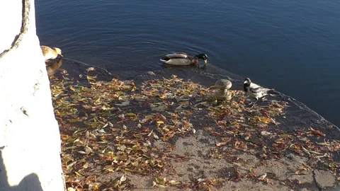 A close up of a flower garden Stock Footage 130140272