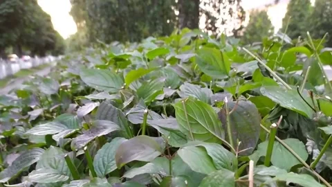 A close up of a flower garden Stock Footage 130504355