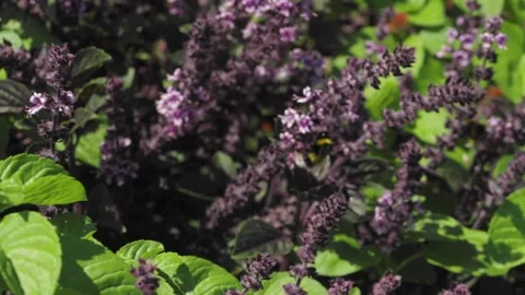 A close up of a flower garden Video stock 155357927