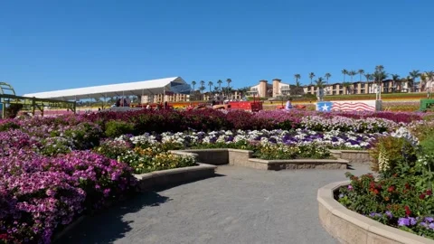 A close up of a flower garden Stock Footage 155583829