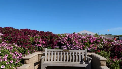A close up of a flower garden Stock Footage 155584654