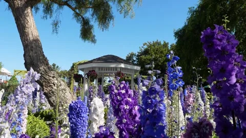 A close up of a flower garden Stock Footage 155586889