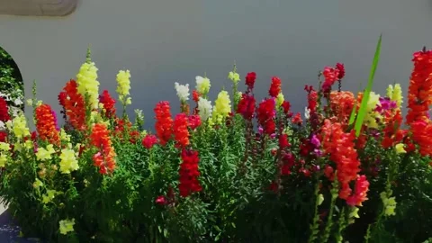 A close up of a flower garden Stock Footage 155586998