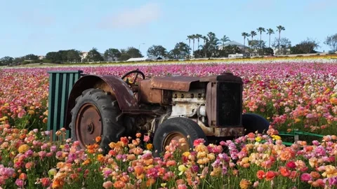 A close up of a flower garden Stock Footage 155587138