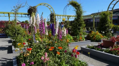 A close up of a flower garden Stock-Footage 155591227