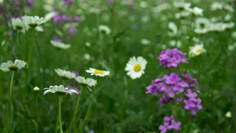 A close up of a flower garden Stock Footage 156013167