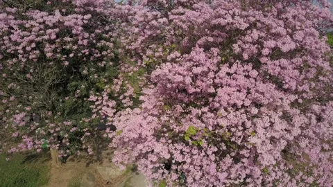 A close up of a flower garden 스톡 동영상 156846340