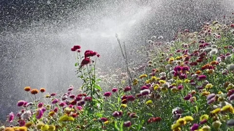 A close up of a flower garden 库存影片 156849301
