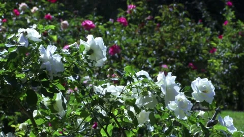A close up of a flower garden 库存影片 157757899