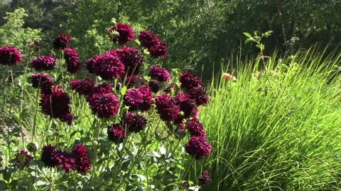 A close up of a flower garden 库存影片 157758857