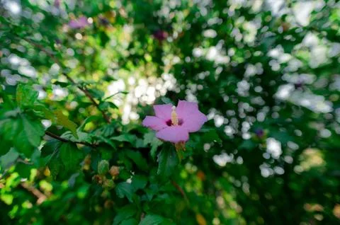 A close up of a flower garden Stock Photos