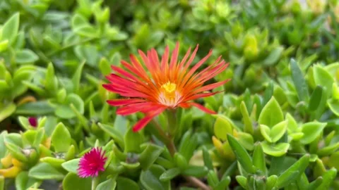 Close-Up of a Flower Gently Moving in the Wind – Nature Relaxation Video Stock-Footage 320396209