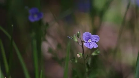 Close-up on a flower of Germander Speedwell with dynamic light Video stock 77101998