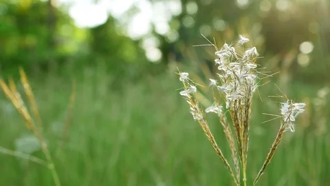 Close up flower grass Stock Footage 111856484