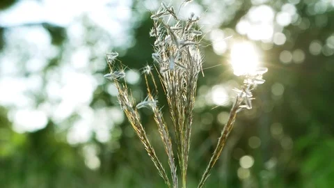 Close up flower grass sunlight  Stock-Footage 111850748