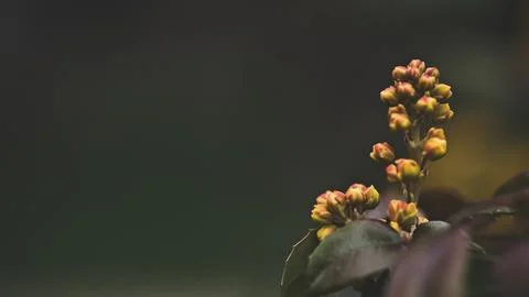 A close up of a flower with a green background Stock Photos