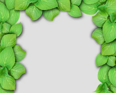 A close up of a flower. Green Stock Illustration