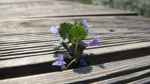 Close up of a flower growing between two wooden panels Stock Photos