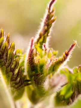 Close up of flower head in spring with select blur Stock Photos