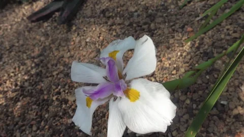 Close up of flower with inception mode Stock Footage 243499212