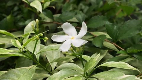 CLOSE UP OF FLOWER OF JASMINE IN THE FOREST Stock Footage 252506958