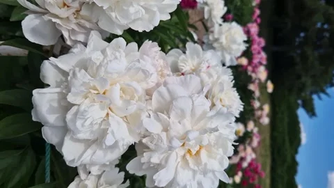 Close-up of a flower with large white petals and green leaves Stock Footage 278918137