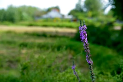 Close-up flower at Lasht-e Nesha, Rasht, Gilan, Iran Stock Photos