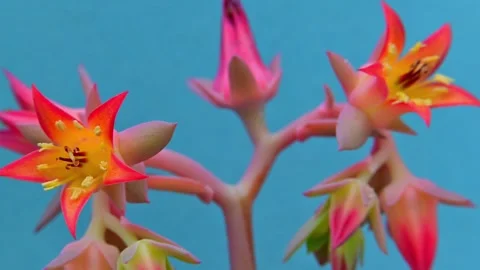 Close-up of the flower of the leaf succulent Echeveria gibbiflora in a bota.. Stock Footage 330174125