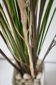 Close up of  flower limb in pot Stock Photos