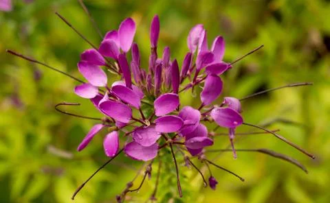 Close-up of a flower that look like a firework Stock Photos