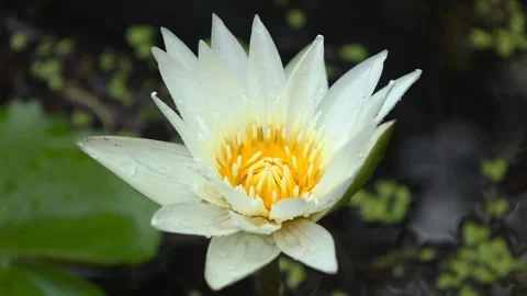 Close-up of flower lotus Stock Footage 242495638