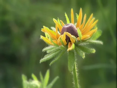 Close up Flower Meadow Stock Footage 807396