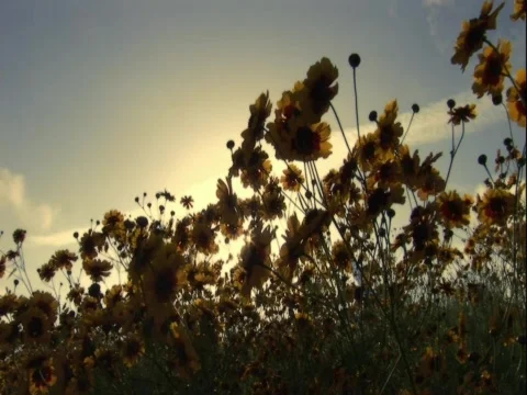 Close up Flower Meadow Stock Footage 807400