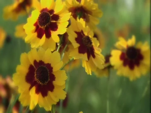 Close up Flower Meadow Stock Footage 807407